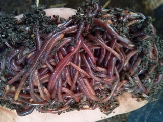 Earthworms/Composting Worms For Sale