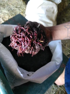 Earthworms/Composting Worms For Sale