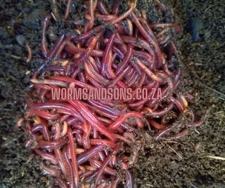 Composting earthworms (Red Wigglers) for sale