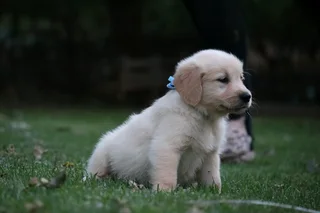 Golden retrievers puppies