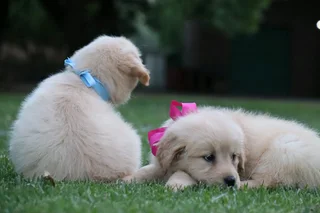 Golden retrievers puppies