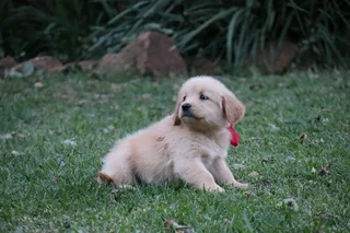 Golden retrievers puppies