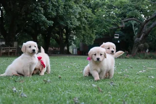 Golden retrievers puppies
