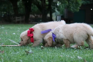 Golden retrievers puppies