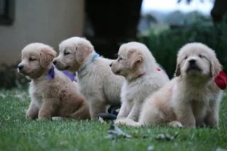 Golden retrievers puppies