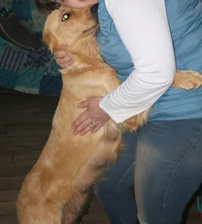 Golden retrievers puppies