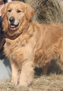 Golden retrievers puppies