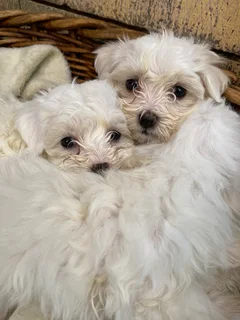 Maltese poodle puppies