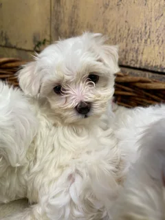 Maltese poodle puppy