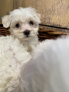 Maltese poodle puppy