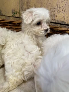 Maltese poodle puppy