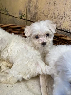 Maltese poodle puppy