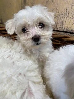 Maltese poodle puppy