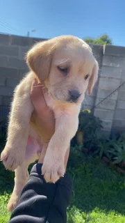 Labrador puppies