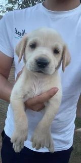 Labrador puppies