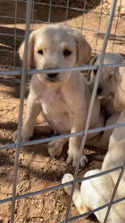 Labrador puppies