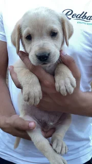 Labrador puppies
