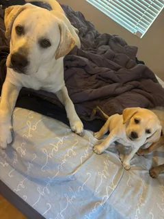 Labrador puppies