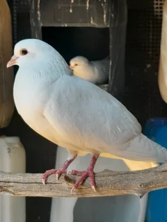 White pigeons