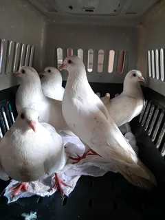 White pigeons