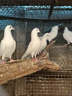 White pigeons