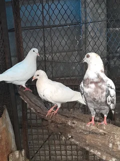 pigeons .