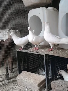 White doves