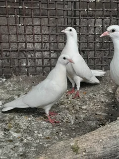 White doves