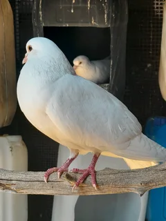 White doves