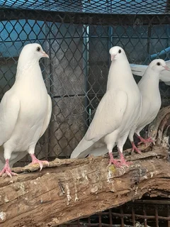White pigeons