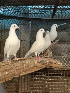 White pigeons