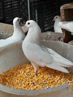 White pigeons