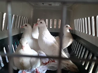 White pigeons