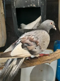 grey pigeons