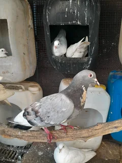 grey pigeons