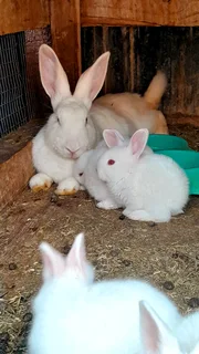 new Zealand white rabbits