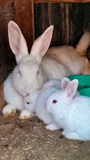 new Zealand white rabbits
