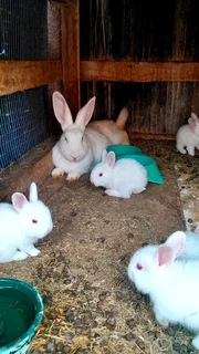 new Zealand white rabbits