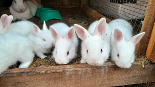 new Zealand white rabbits