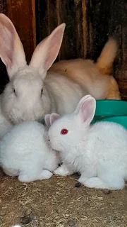 new Zealand white rabbits