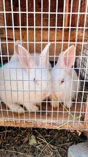 new Zealand white rabbits