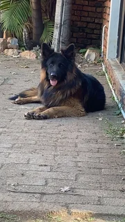 German Shepherd puppies