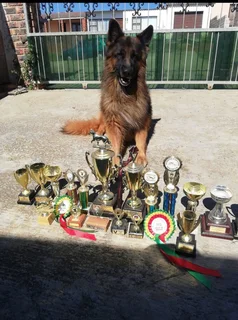 German Shepherd puppies