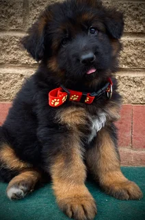 German Shepherd puppies