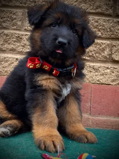 German Shepherd puppies