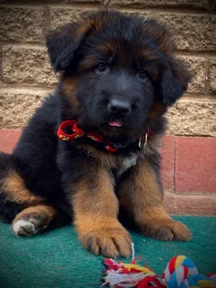 German Shepherd puppies