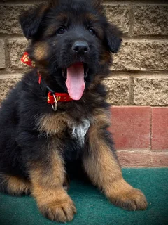 German Shepherd puppies