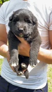 German Shepherd puppies