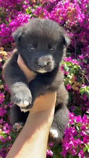 German Shepherd puppies