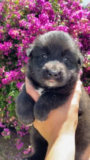 German Shepherd puppies